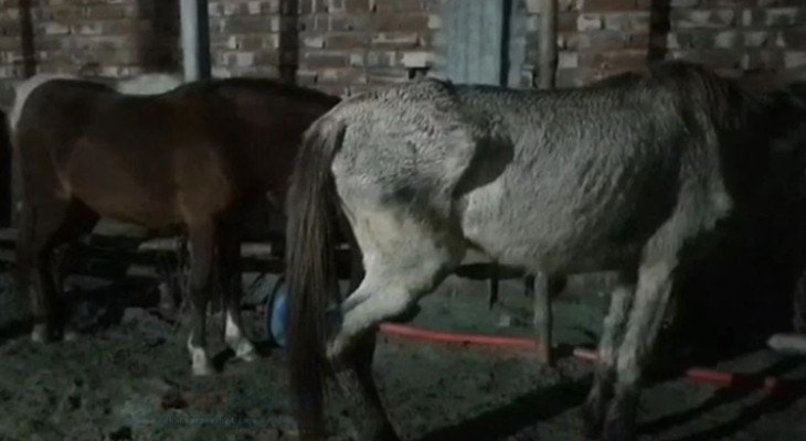 গাজীপুরে নিষিদ্ধ ঘোড়ার মাংস জব্দ, জীবিত উদ্ধার ৩৭টি ঘোড়া